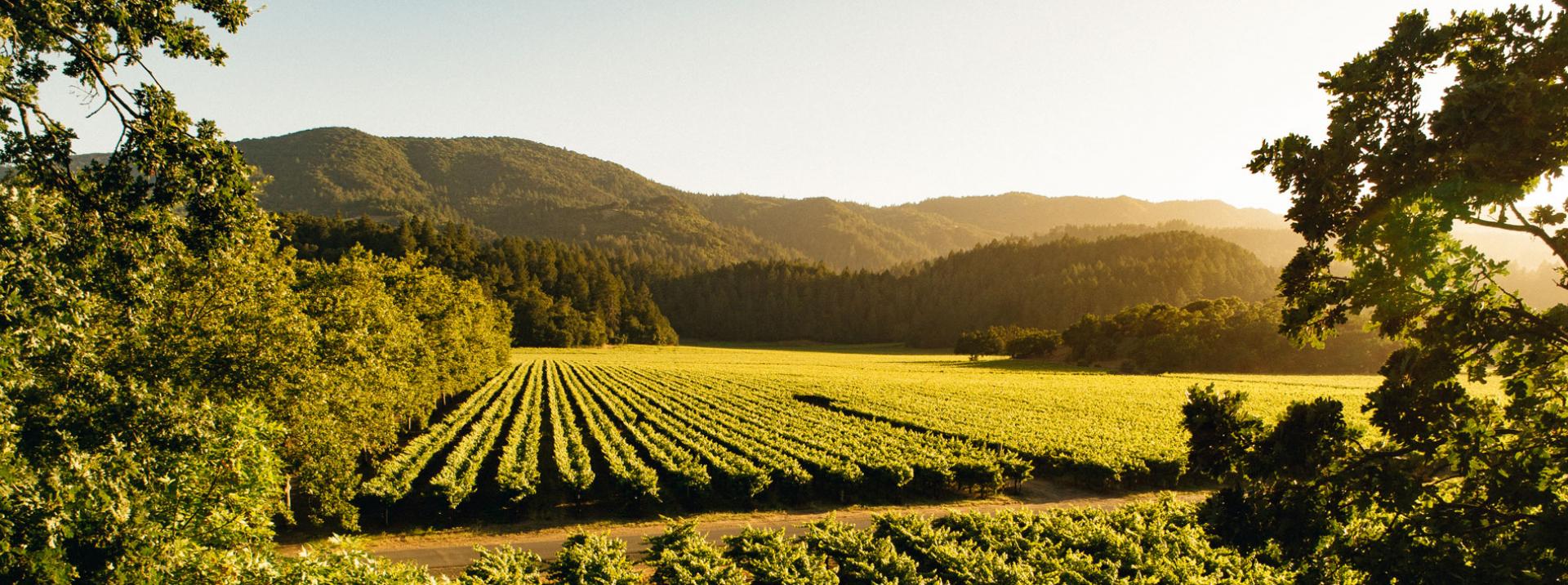 Discovering the Best Napa Valley Vineyards Freemark Abbey Winery